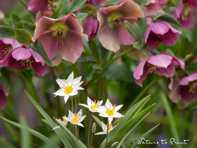 Frühling im Pflanzkübel mit roter Lenzrose und Wildtulpen (c) Fiona Amann