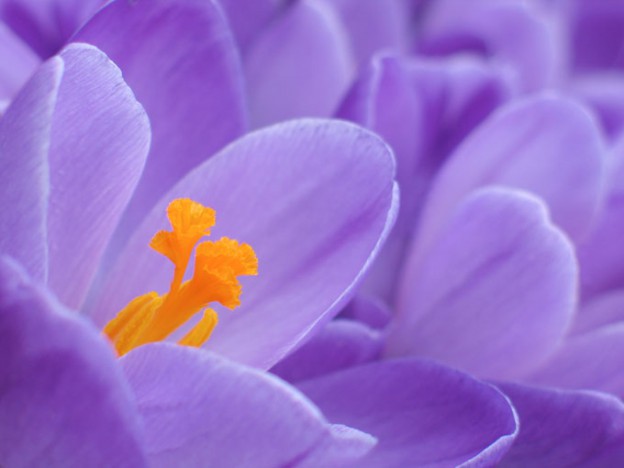 Krokus Frühblüher, der auch im Kübel wächst Das PflanzkübelBlog