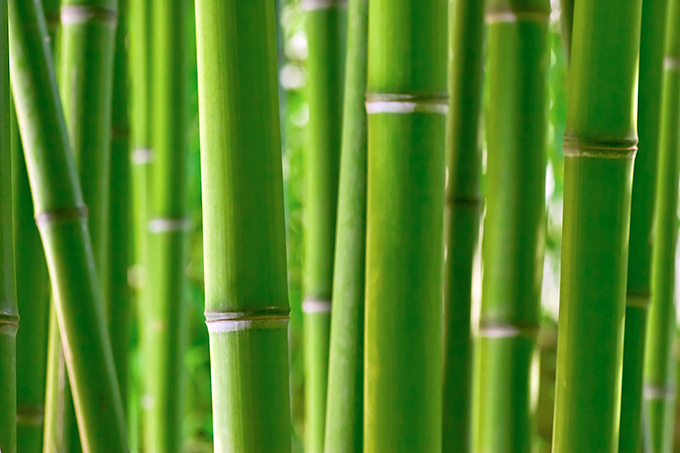 Sichtschutz mit Pflanzkübel mit Bambus