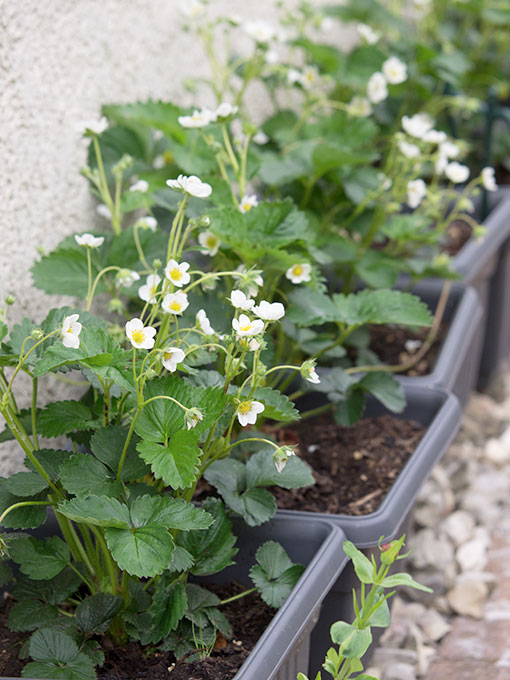 Junge Erdbeeren im Blumenkasten blühen 