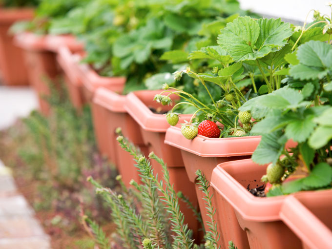 Leckere Erdbeeren frisch aus dem Blumenkasten.