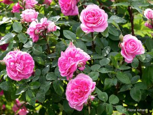 Eine Rosenwand mit Getrude Jekyll im Garten
