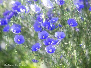 Blumenkübel bepflanzen mal anders: Blauer Lein