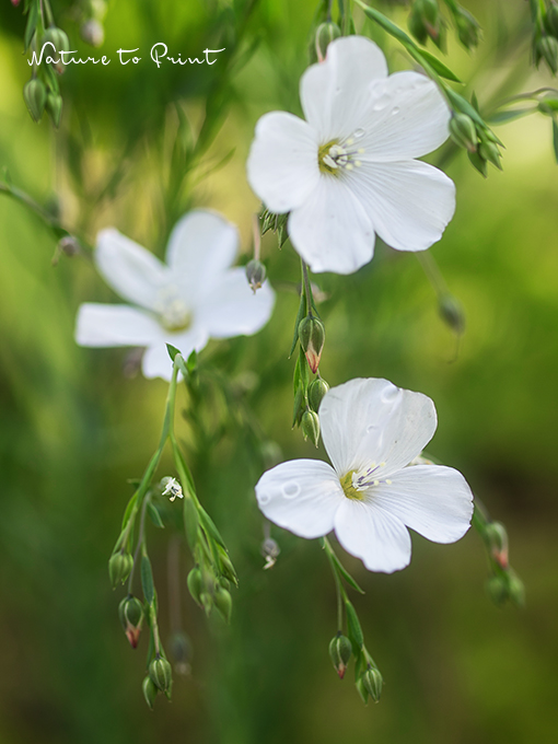 Auch weißer Lein ist im Blumenkübel die reinste Zier