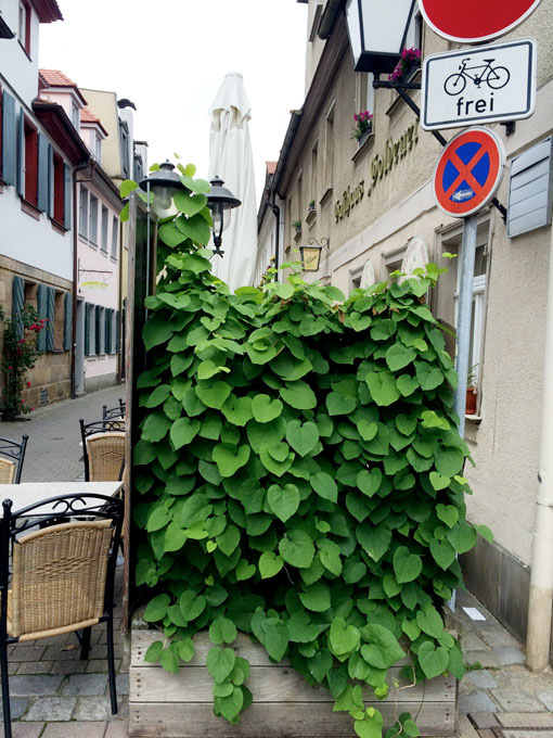 Pfeifenwinde im Kübel