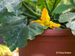 Zucchini im Topf