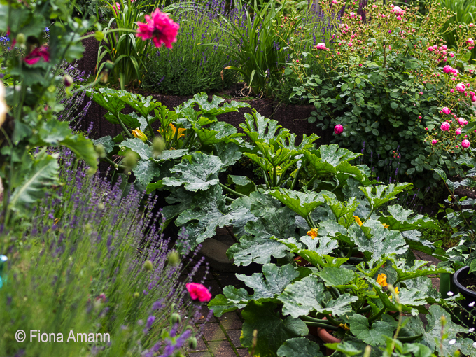 Vier Topf-Zucchini im Topfgarten