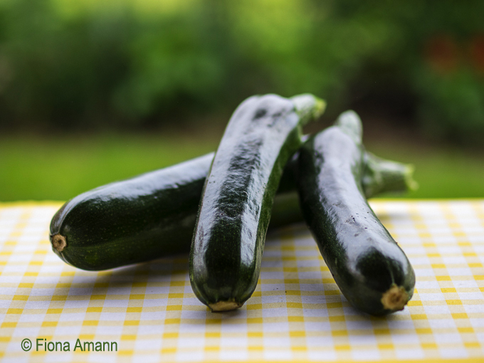 Frisch geerntet schmecken Zucchini am besten