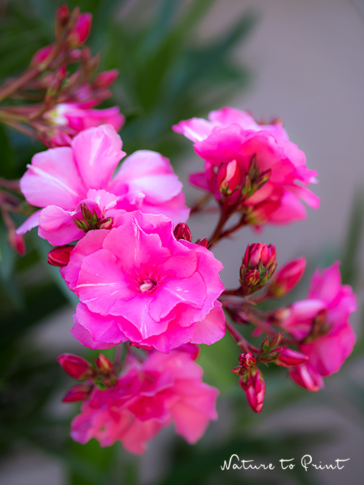 Gefüllter Oleander im Kübel