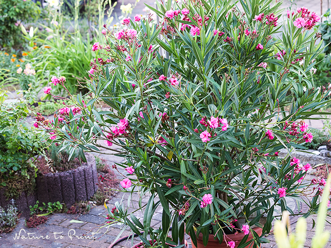 Oleander im Garten