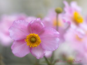 Genuss ohne Reue: Herbst-Anemonen im Pflanzkübel
