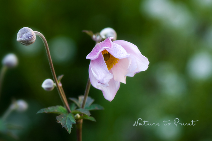 Rosa Herbst-Anemone mit Knospen blüht auf