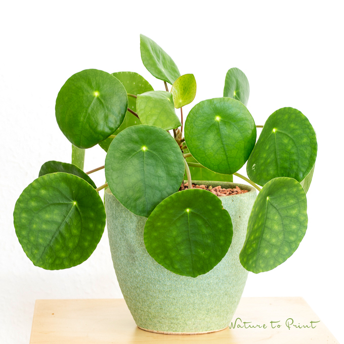 Ufopflanze (Pilea peperomiodes), eine pflegeleichte Zimmerpflanze