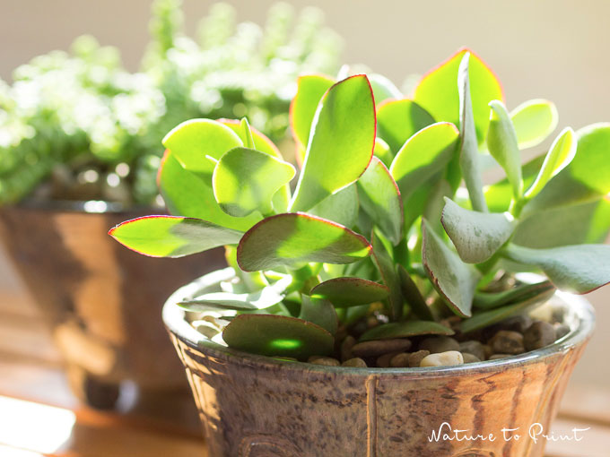 Beliebte Zimmerpflanze: Sukkulente Crassula arborescens 