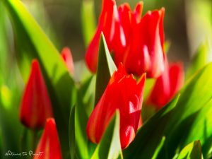 Kleine rote Wildtulpen/Blumenzwiebeln im Pflanzkübel