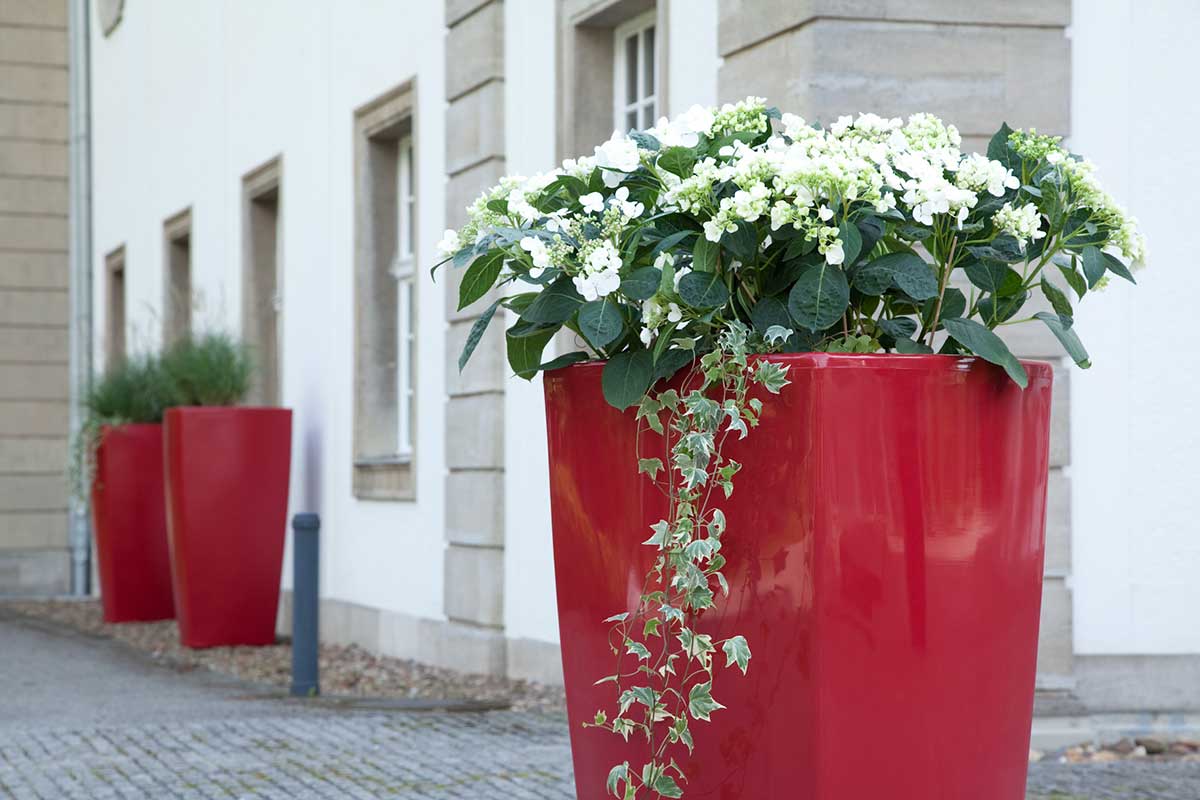 Weiße Hortensien in eleganten XXL-Pflanzkübeln