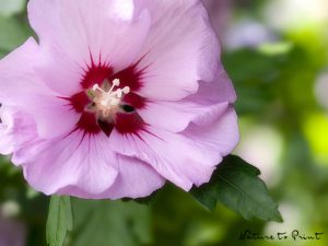 Gehölze im Pflanzkübel © Fiona Amann – Nature to Print | Rosa Hibiskus / Roseneibisch