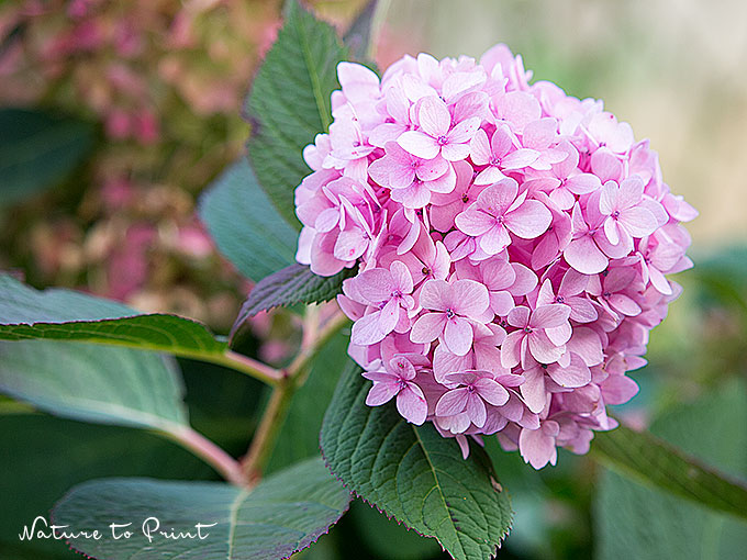 Fiona Amann - Nature to Print Blumenbild Rosa Bauernhortensie 