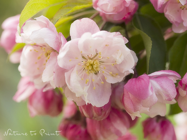 © Fiona Amann - Nature to Print | Säulenzierapfel braucht keinen Gehölzschnitt 