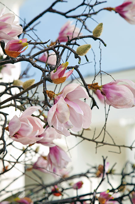 Magnolie im Pflanzkübel