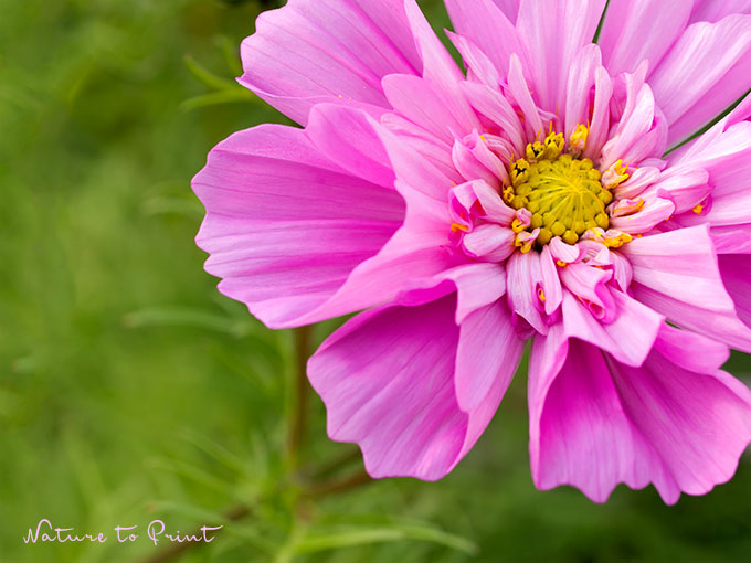 Cosmos, Sommerblumen für Blumenkästen