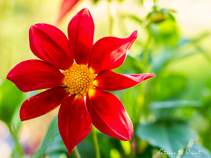 Mignon-Dahlien | Sommerblumen im Blumenkasten
