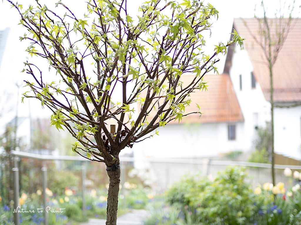 ZwergGehölz Amberbaum Gumball Das PflanzkübelBlog