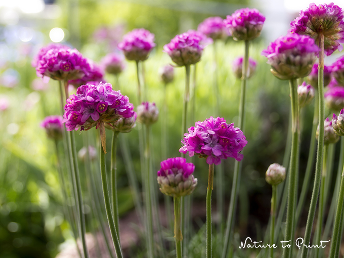 Blumenbild Blühende Grasnelken im Pflanzkübel