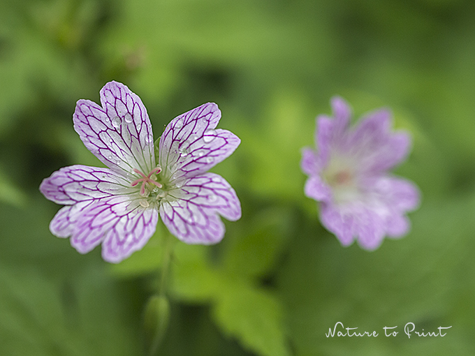 © Fiona Amann – Nature to Print | Kleiner Storchschnabel