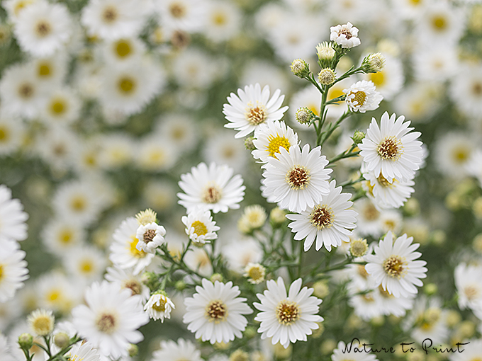 Myrthen-Aster / Teppichaster Snowflurry bedecken den Boden mit winzigen weißen Blüten