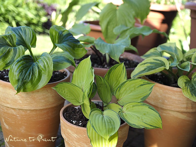 Hostas im Topfgarten. Ein Auswahl meiner Neuheiten.