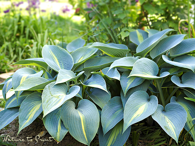 Hosta Juni im Gartenbeet