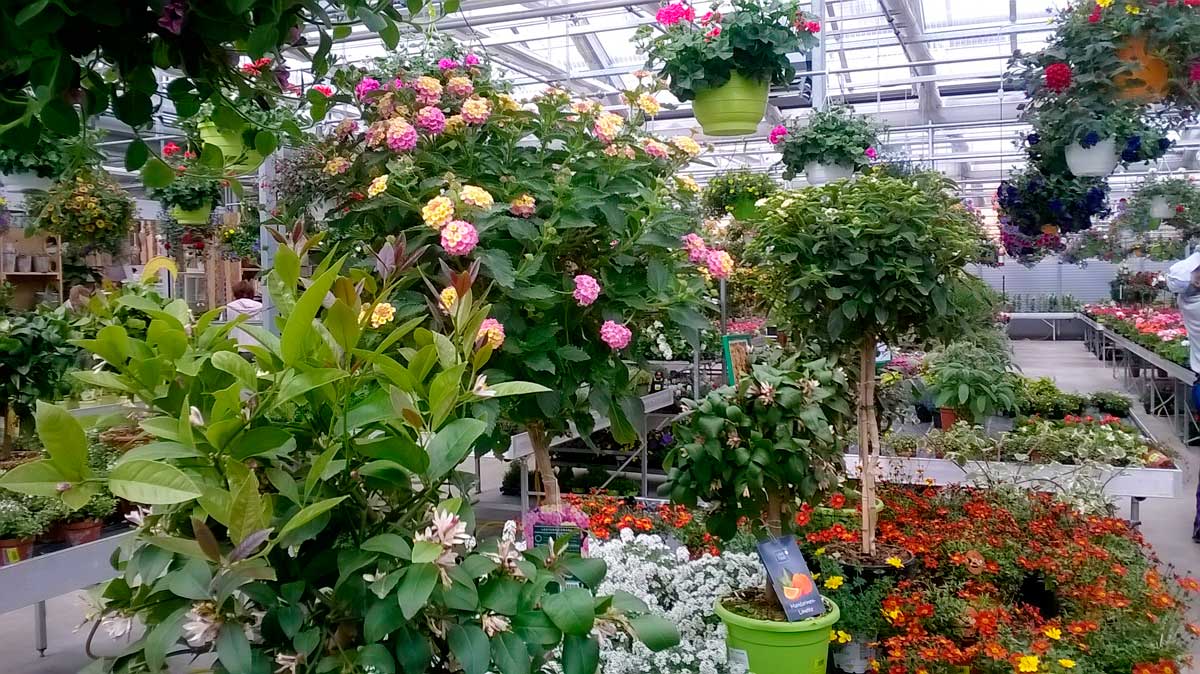 Balkonblumen in einer Gärtnerei. Das Angebot ist riesig und die Auswahl groß.