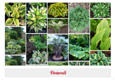 Hostas-Board auf Pinterest