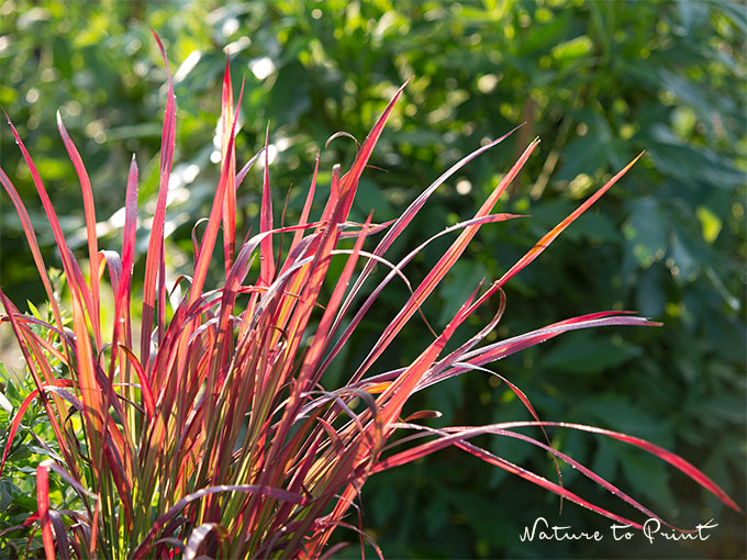 Blutgras leuchtet herrlich in der Herbstsonne