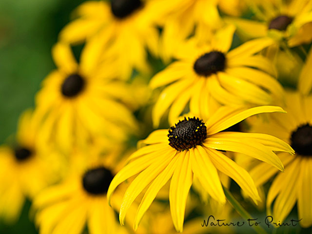 Gelber Sonnenhut, Rudbeckia, setzt leuchtend gelbe Akzente