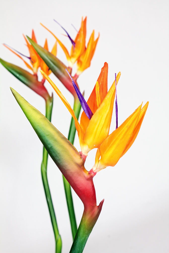 Die Blüten der Strelitzien erinnern an einen Paradiesvogel, daher der Trivialname Paradiesvogelblume.