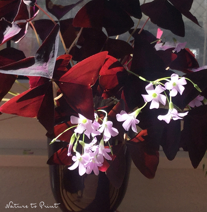 Roter Dreiecksklee Oxalis triangularis, blühend