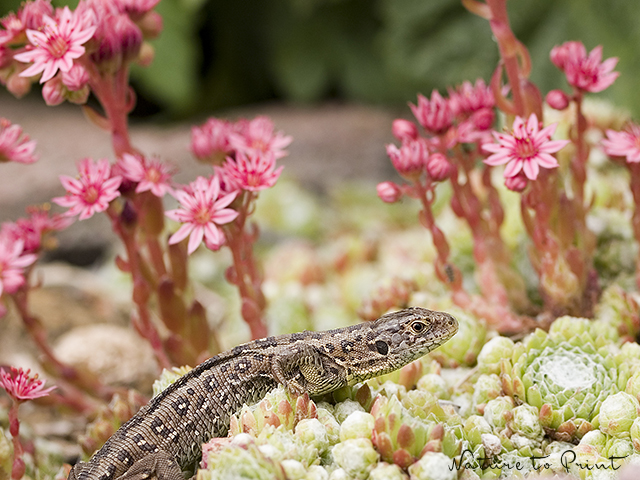 Eidechsen im Hauswurz auf der Gartenmauer