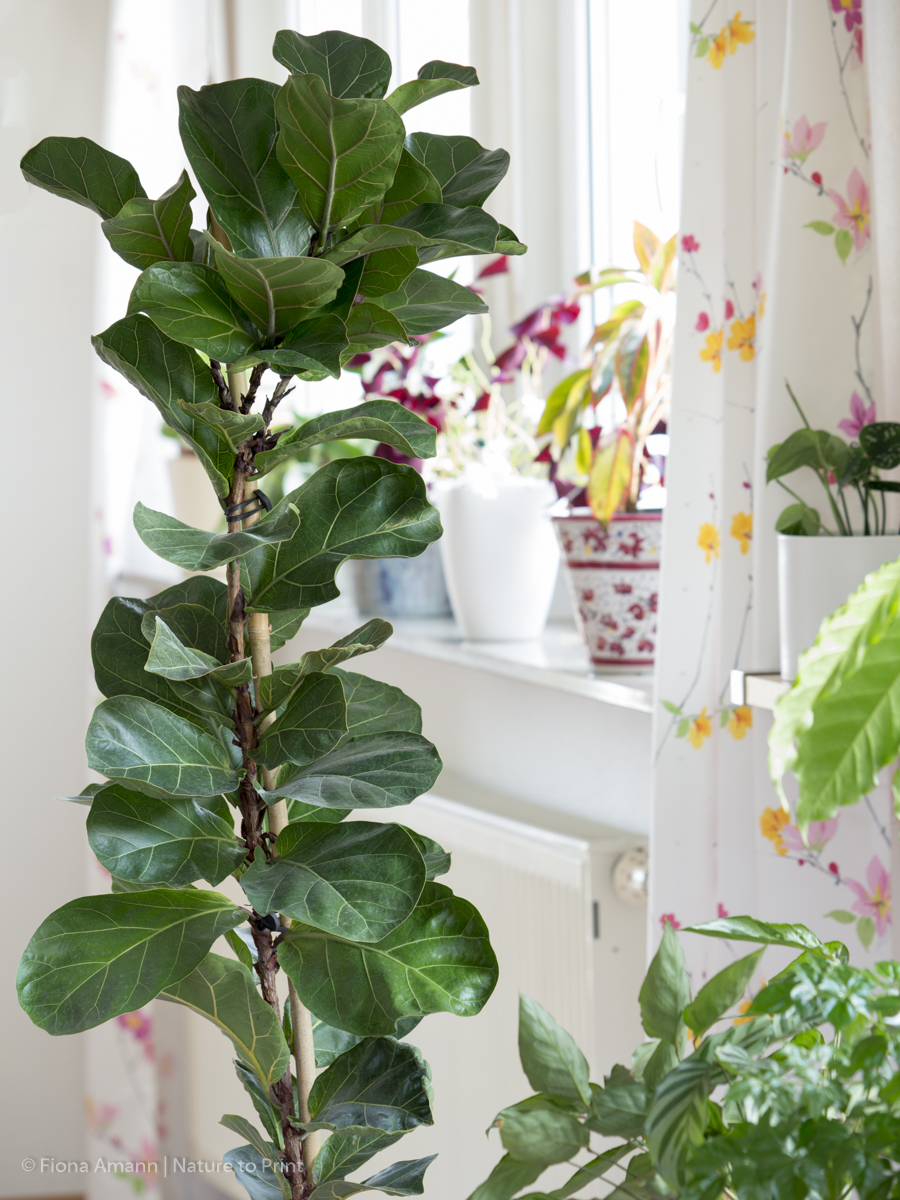 Zimmerbaum Geigenfeige, Ficus lyrata im Pflanzkübel