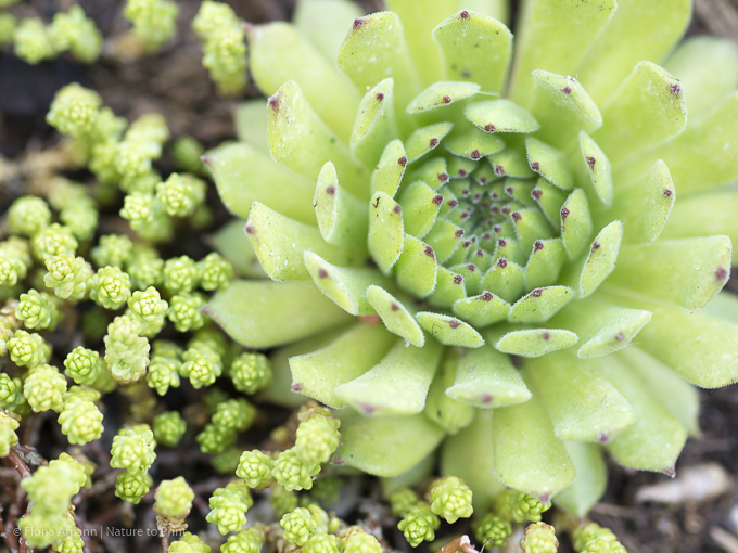 Sedum und Hauswurze in einer flachen Pflanzschale