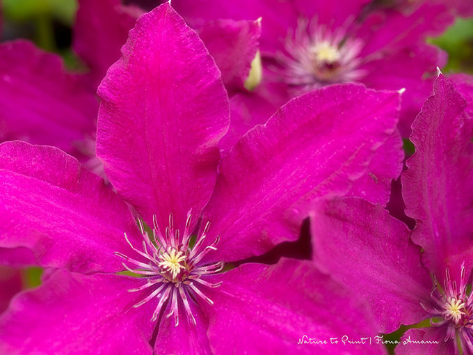 Clematis in Pink
