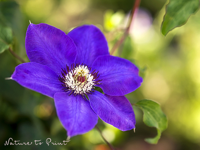 Clematis leuchtet in einem verwegenem Violett.