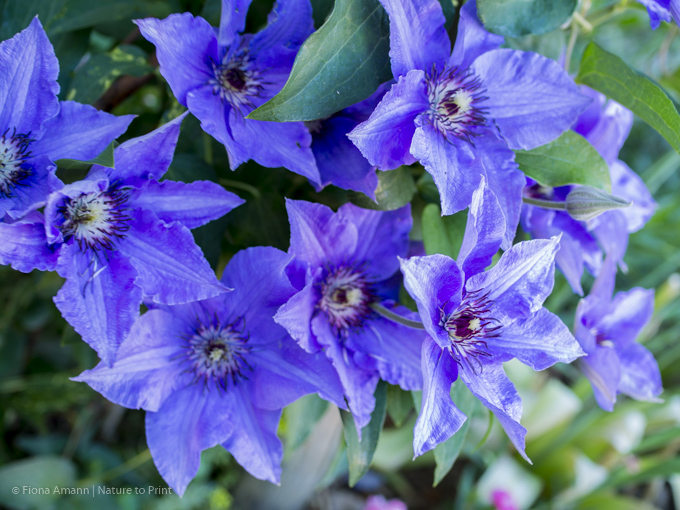 Clematis Königskind im Pflanzkübel