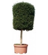 Baumtopf Kunststoff Terra di siena Pflanzkübel